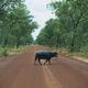 Illustration for article titled AWOL Around Australia... Part 42. East Arnhem Land. Part 2